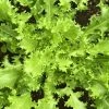 Roots Plants 10 Autumn 'Pancalieri' Endive All Vegetable Plants