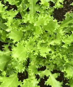 Roots Plants Sales Shop 33 Roots Plants 10 Autumn 'Pancalieri' Endive All Vegetable Plants