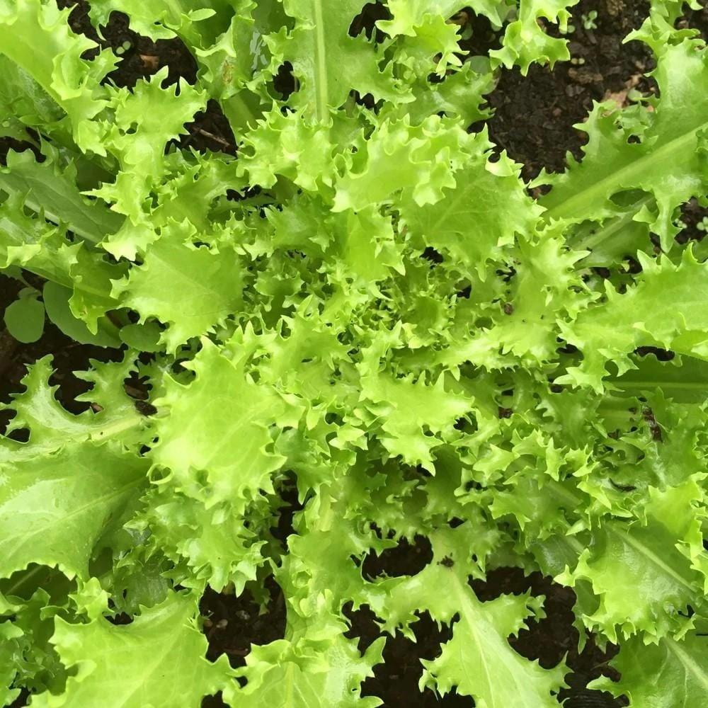 Roots Plants 10 Autumn 'Pancalieri' Endive All Vegetable Plants 3 Roots Plants 10 Autumn 'Pancalieri' Endive All Vegetable Plants