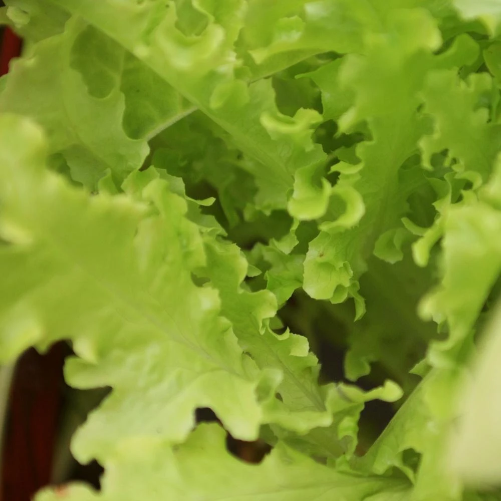 Roots Plants 10 Autumn 'Pancalieri' Endive All Vegetable Plants 4 Roots Plants 10 Autumn 'Pancalieri' Endive All Vegetable Plants