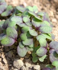 Roots Plants All Vegetable Plants 10 Autumn Giant Red Mustard