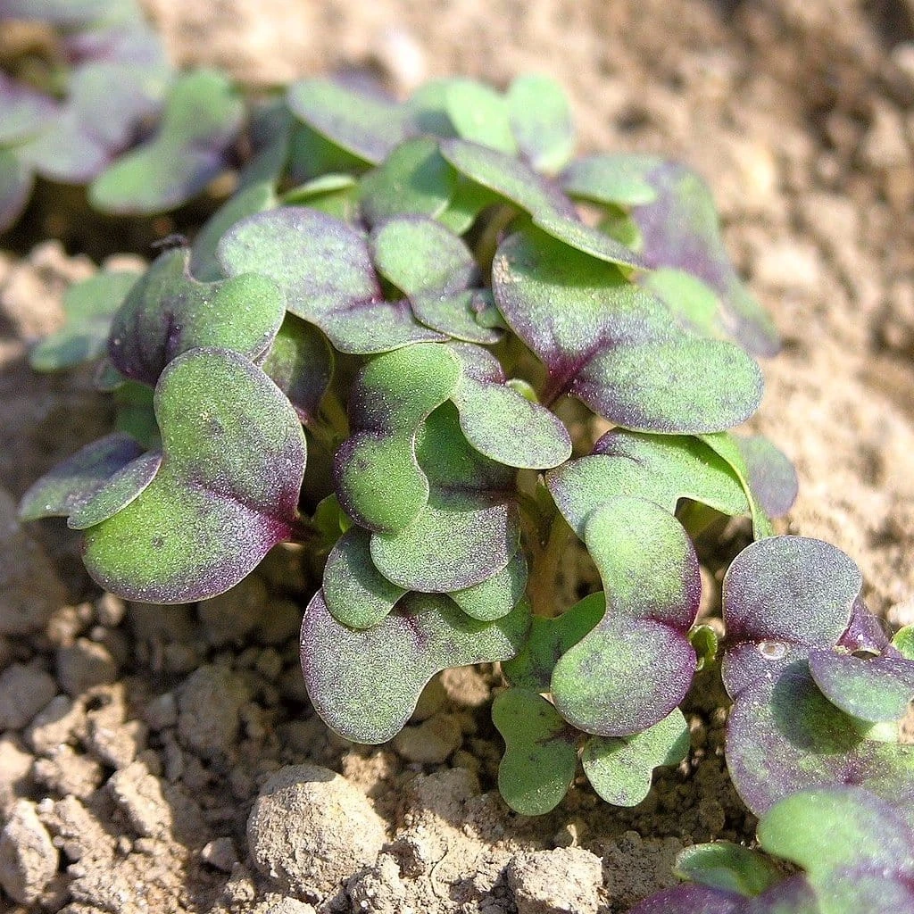 Roots Plants All Vegetable Plants 10 Autumn Giant Red Mustard 4 Roots Plants All Vegetable Plants 10 Autumn Giant Red Mustard