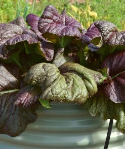 Roots Plants All Vegetable Plants 10 Autumn Giant Red Mustard 9 Roots Plants All Vegetable Plants 10 Autumn Giant Red Mustard