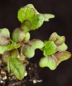 Roots Plants All Vegetable Plants 10 Autumn Giant Red Mustard 10 Roots Plants All Vegetable Plants 10 Autumn Giant Red Mustard