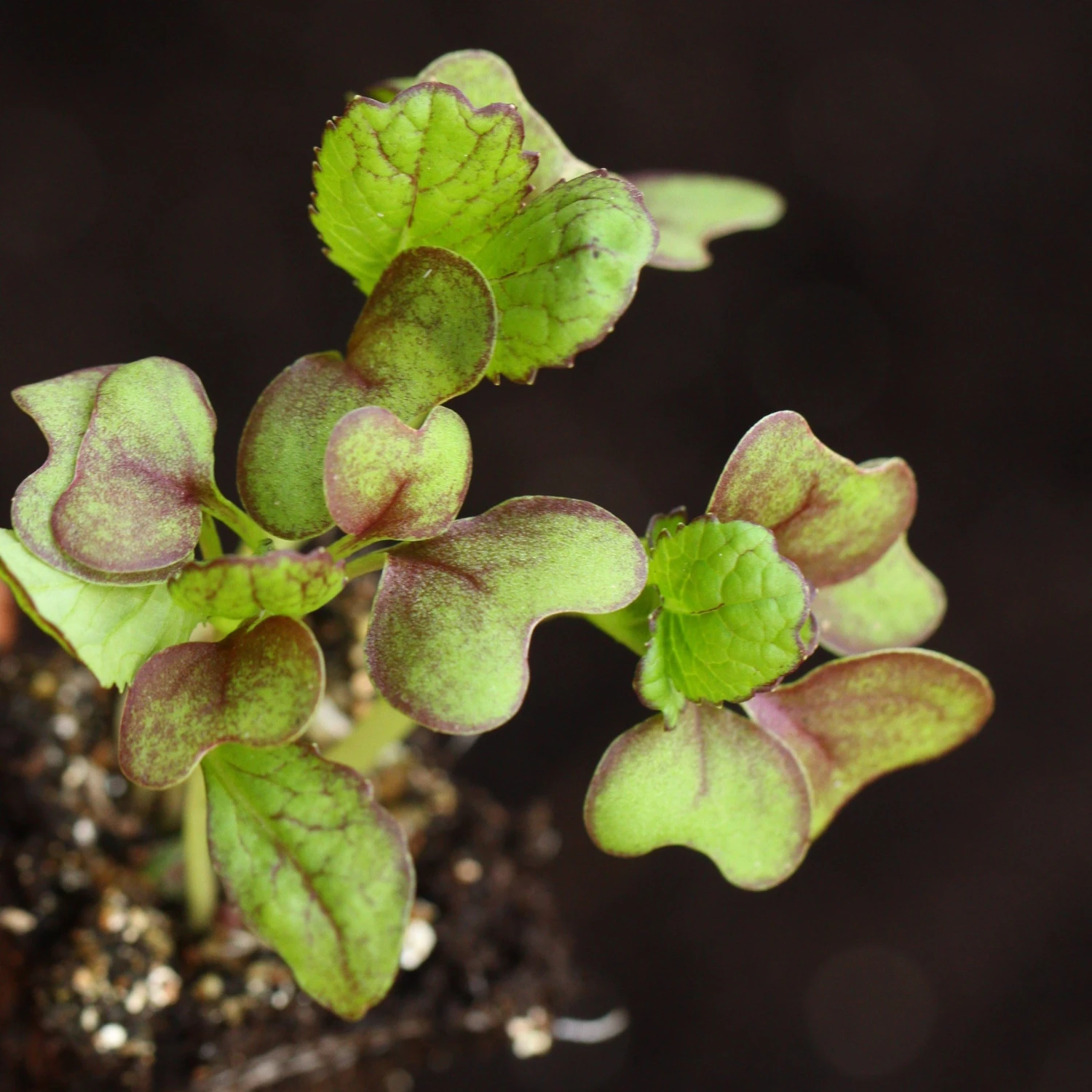 Roots Plants All Vegetable Plants 10 Autumn Giant Red Mustard 6 Roots Plants All Vegetable Plants 10 Autumn Giant Red Mustard