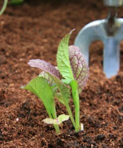 Roots Plants All Vegetable Plants 10 Autumn Giant Red Mustard 11 Roots Plants All Vegetable Plants 10 Autumn Giant Red Mustard