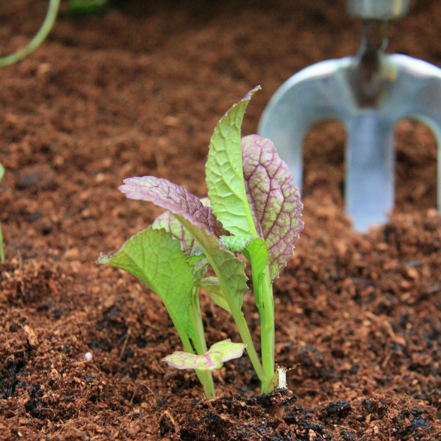 Roots Plants All Vegetable Plants 10 Autumn Giant Red Mustard 7 Roots Plants All Vegetable Plants 10 Autumn Giant Red Mustard