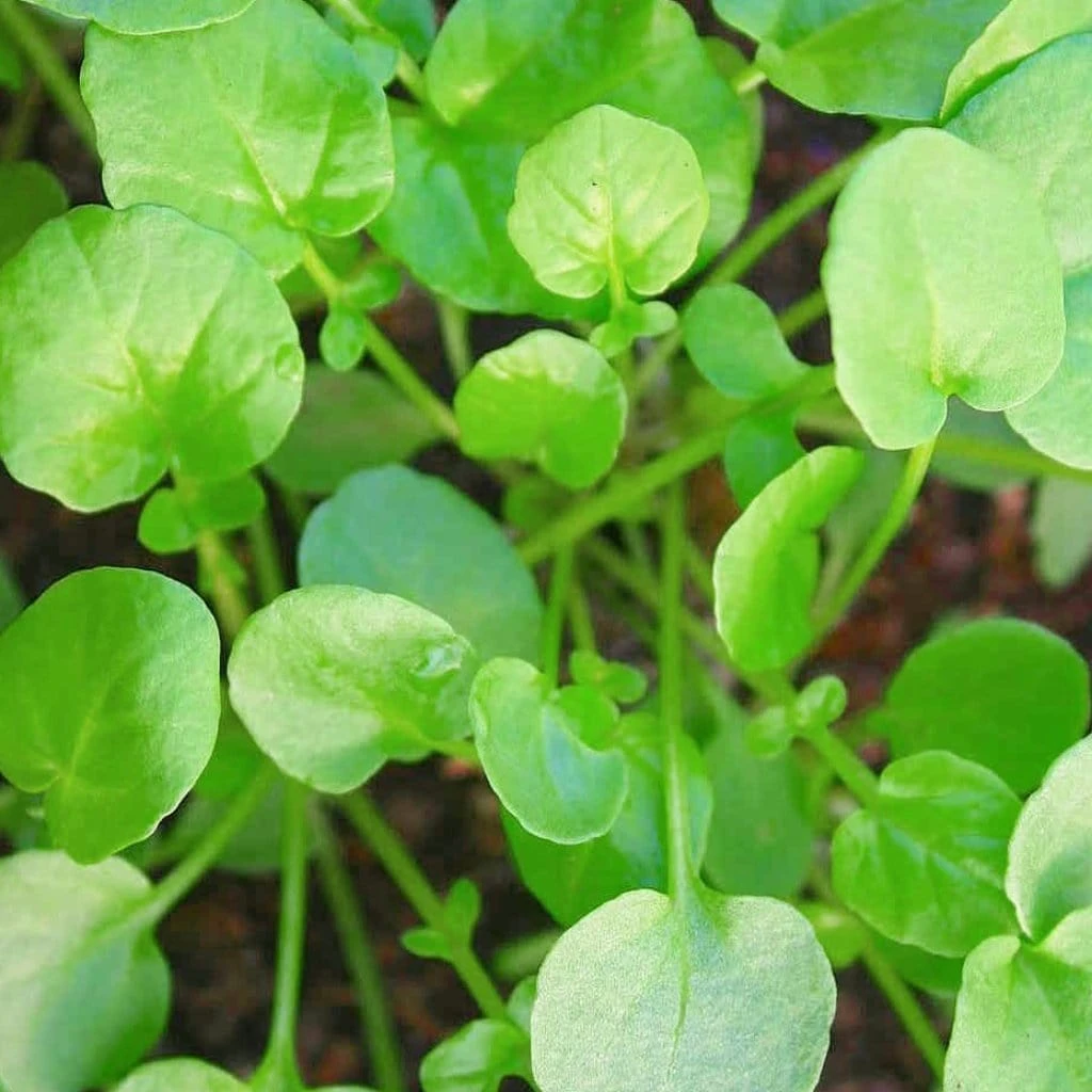 Roots Plants All Vegetable Plants 10 Autumn Land Cress 3 Roots Plants All Vegetable Plants 10 Autumn Land Cress