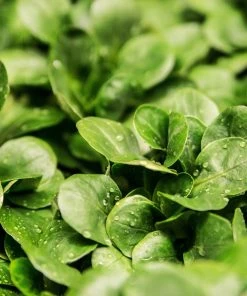 Roots Plants All Vegetable Plants 10 Autumn Land Cress