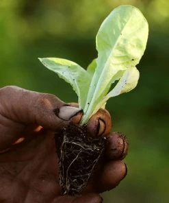 Roots Plants Sales Shop 25 Roots Plants 10 Autumn 'Arctic King' Lettuce