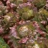 Roots Plants 10 Autumn 'Marvel Of Four Seasons' Lettuce