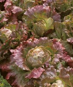 Roots Plants Sales Shop 31 Roots Plants 10 Autumn 'Marvel Of Four Seasons' Lettuce