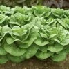 Roots Plants 10 Autumn 'Winter Density' Lettuce