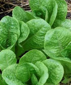 Roots Plants 10 Autumn 'Winter Density' Lettuce