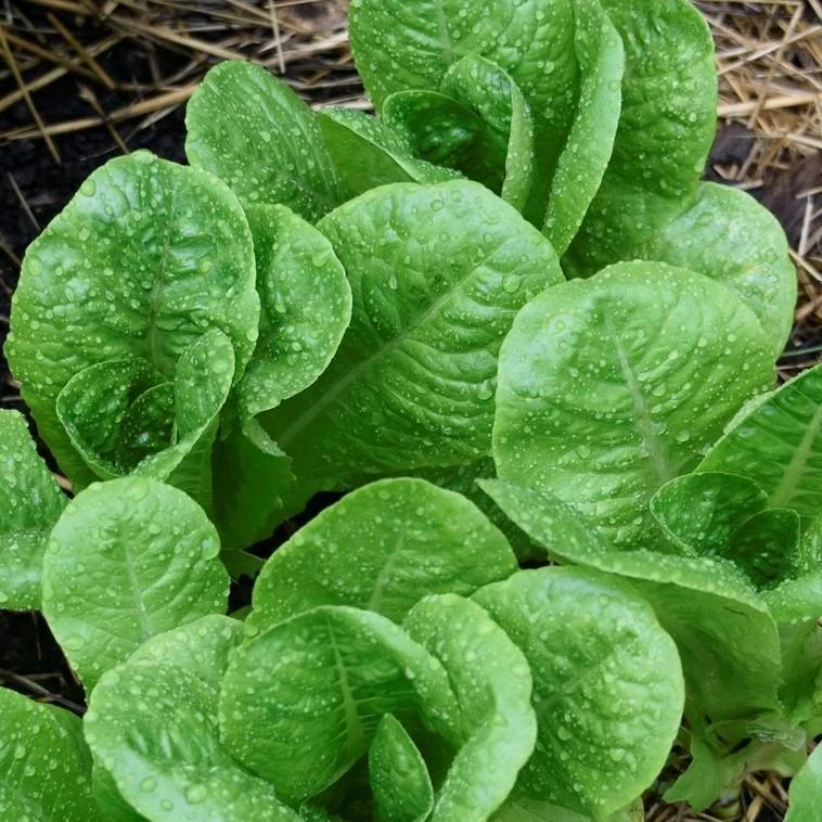 Roots Plants 10 Autumn 'Winter Density' Lettuce 4 Roots Plants 10 Autumn 'Winter Density' Lettuce