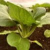 Roots Plants Brassicas & Leafy Greens 10 Autumn 'Hanakan' Pak Choi