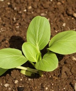 Roots Plants Brassicas & Leafy Greens 10 Autumn 'Hanakan' Pak Choi