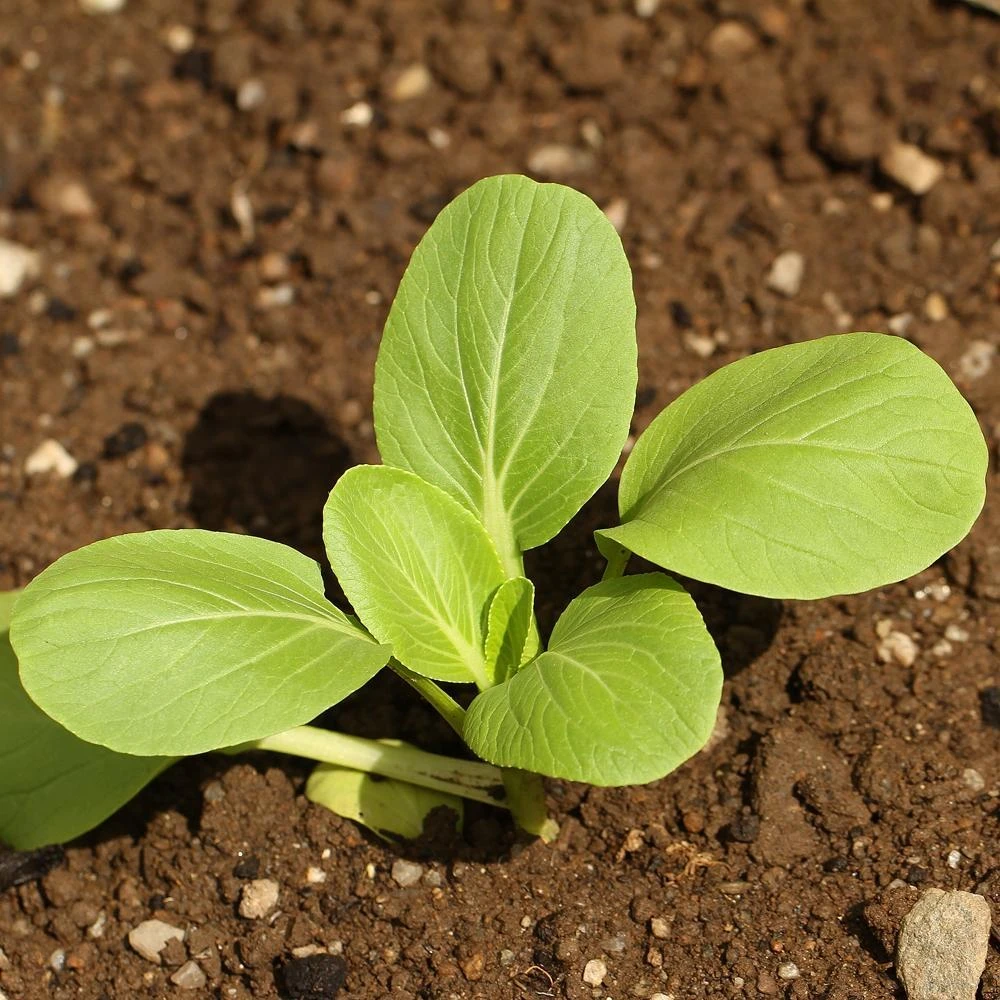 Roots Plants Brassicas & Leafy Greens 10 Autumn 'Hanakan' Pak Choi 4 Roots Plants Brassicas & Leafy Greens 10 Autumn 'Hanakan' Pak Choi