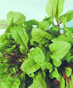 Roots Plants All Vegetable Plants 10 Rhubarb Chard