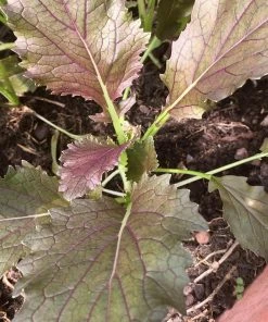 Roots Plants 10 Autumn 'Red Knight' Mizuna