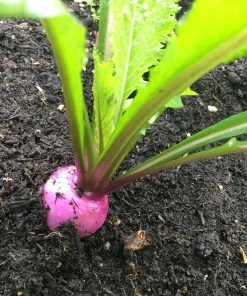 Roots Plants 10 Autumn 'Sweetbell' Turnip