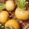 Roots Plants All Vegetable Plants 10 Autumn 'Golden Ball' Turnip 2 Roots Plants All Vegetable Plants 10 Autumn 'Golden Ball' Turnip