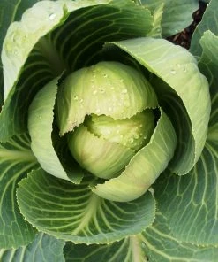 Roots Plants Brassicas & Leafy Greens 10 'Wintergreen' Cabbage