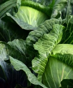 Roots Plants Brassicas & Leafy Greens 10 'Wintergreen' Cabbage