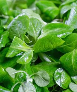 Roots Plants 10 Winter Purslane