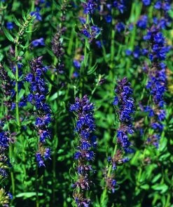 Roots Plants All Vegetable Plants 3 Autumn Hyssop