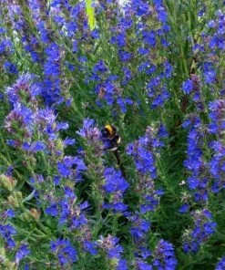 Roots Plants All Vegetable Plants 3 Autumn Hyssop