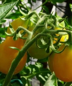 Roots Plants 5 Organic 'Yellow Pear' Tomato Plants