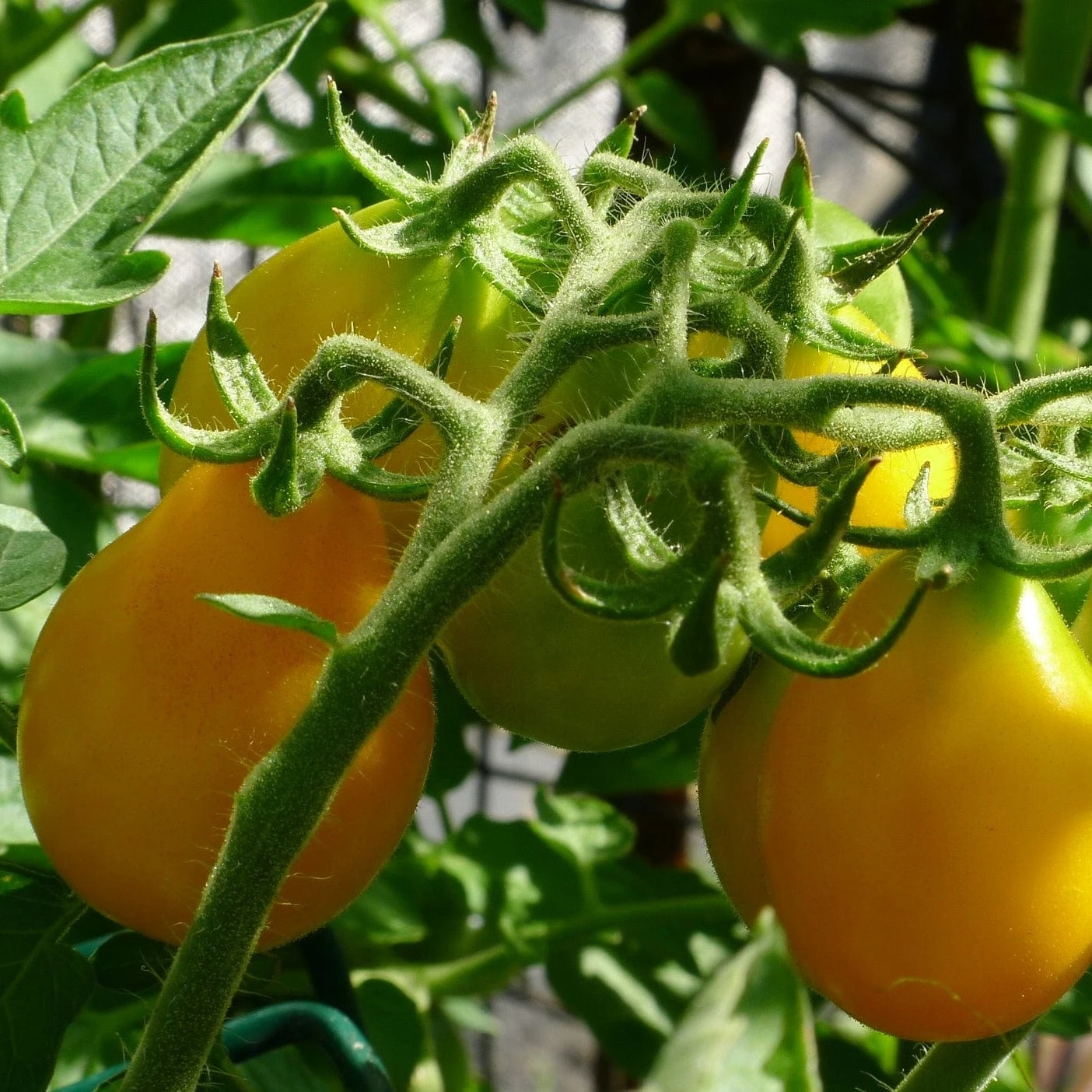 Roots Plants 5 Organic 'Yellow Pear' Tomato Plants 4 Roots Plants 5 Organic 'Yellow Pear' Tomato Plants