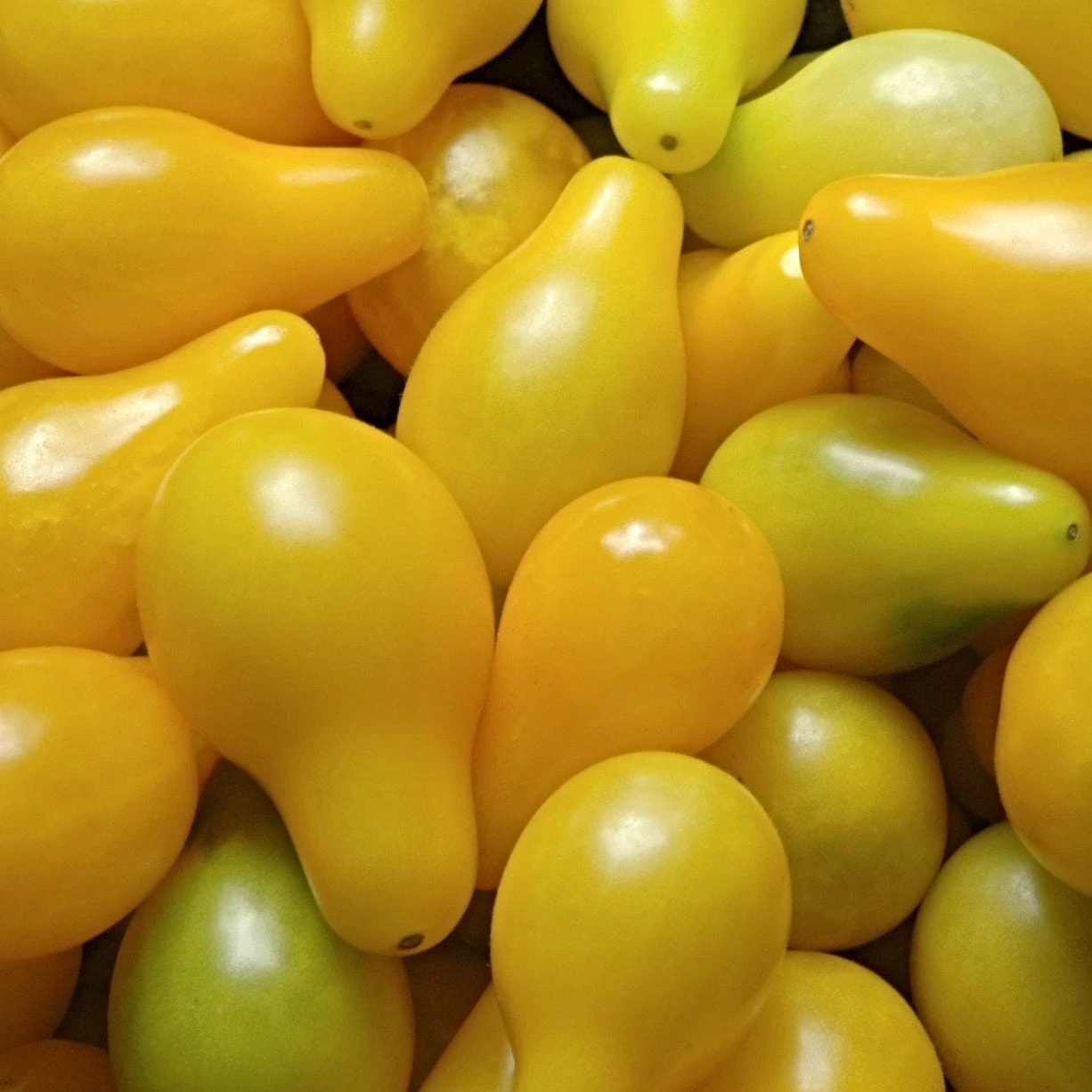 Roots Plants 5 Organic 'Yellow Pear' Tomato Plants 6 Roots Plants 5 Organic 'Yellow Pear' Tomato Plants