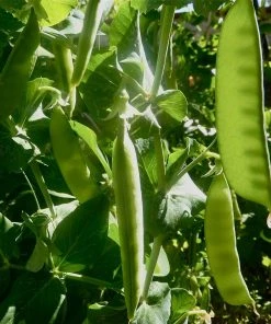 Roots Plants 10 Organic 'Carouby De Mausasane' Mangetout Pea Plants