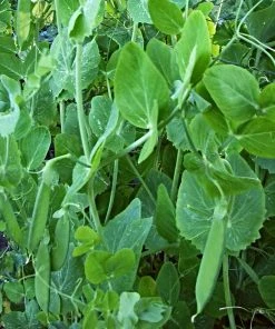 Roots Plants 10 Organic 'Carouby De Mausasane' Mangetout Pea Plants