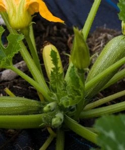 Roots Plants 3 Organic 'Green Bush' Courgette Plants Courgettes