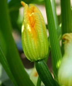 Roots Plants 3 Organic 'Green Bush' Courgette Plants Courgettes
