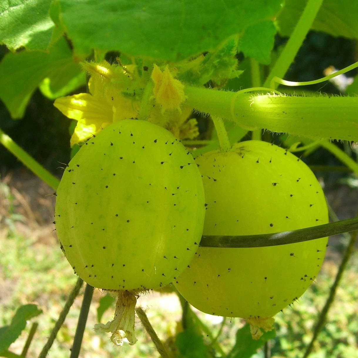 Roots Plants 3 Organic 'Crystal Lemon' Cucumber Plants Cucumbers 7 Roots Plants 3 Organic 'Crystal Lemon' Cucumber Plants Cucumbers