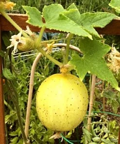 Roots Plants 3 Organic 'Crystal Lemon' Cucumber Plants Cucumbers 12 Roots Plants 3 Organic 'Crystal Lemon' Cucumber Plants Cucumbers