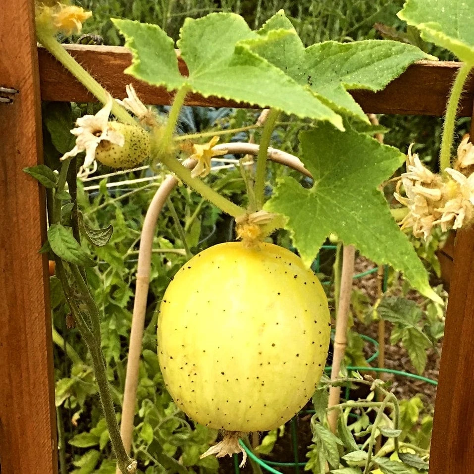 Roots Plants 3 Organic 'Crystal Lemon' Cucumber Plants Cucumbers 6 Roots Plants 3 Organic 'Crystal Lemon' Cucumber Plants Cucumbers
