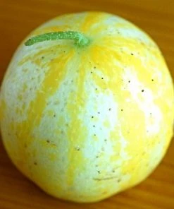 Roots Plants 3 Organic 'Crystal Lemon' Cucumber Plants Cucumbers 14 Roots Plants 3 Organic 'Crystal Lemon' Cucumber Plants Cucumbers