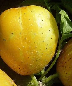 Roots Plants 3 Organic 'Crystal Lemon' Cucumber Plants Cucumbers