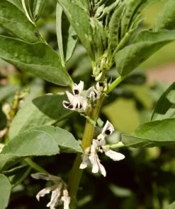 Roots Plants 10 Organic 'Aquadulce Claudia' Broad Bean Plants Peas & Beans