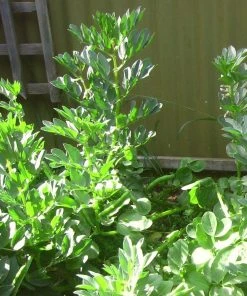 Roots Plants 10 Organic 'Aquadulce Claudia' Broad Bean Plants Peas & Beans