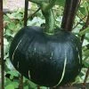 Roots Plants Root Vegetables 3 Organic 'Buttercup' Winter Squash Plants