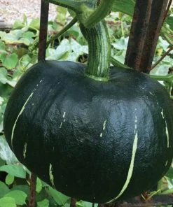 Roots Plants Root Vegetables 3 Organic 'Buttercup' Winter Squash Plants