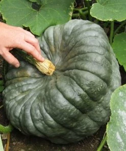 Roots Plants 3 Organic ''Queensland Blue' Winter Squash Plants