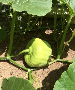 Roots Plants 3 Organic ''Queensland Blue' Winter Squash Plants