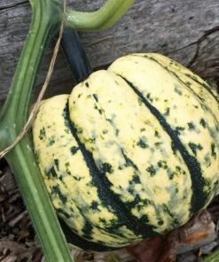 Roots Plants 3 Organic 'Sweet Dumpling' Winter Squash Plants